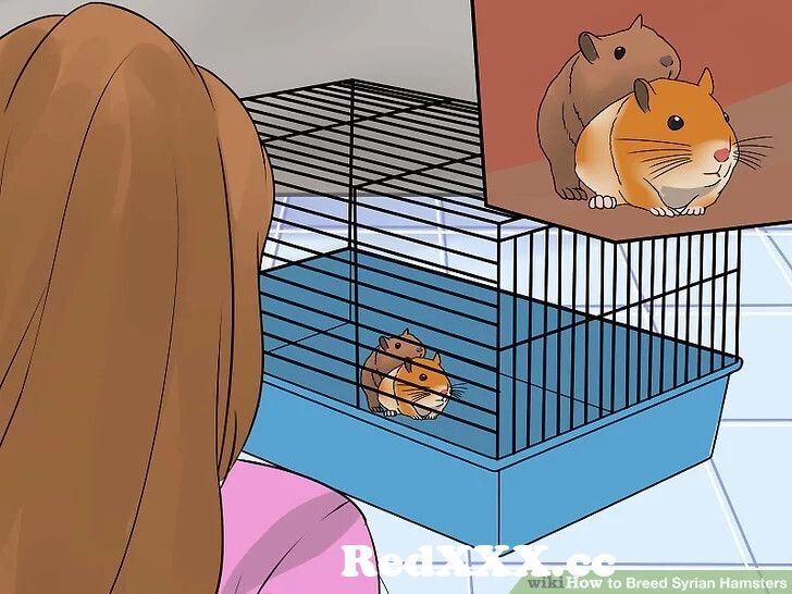 Hamster Sex Free