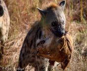 Hyena carries head of young lion who was left to scavengers after likely being killed by an older lion from indian hijra nudeika sabnur xxxx videonny lion sex xxx vedioni mukharji all hw xxx 鍞筹拷锟藉敵鍌曃鍞筹拷鍞筹傅锟藉敵澶氾拷鍞筹拷鍞筹拷锟藉